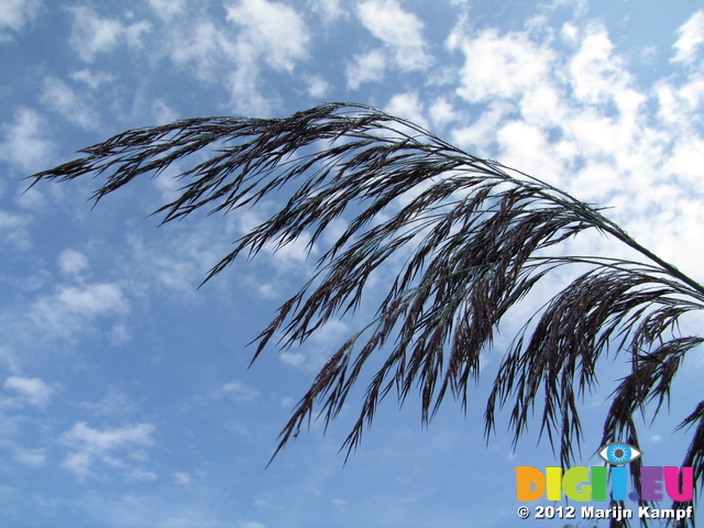 SX24059 Fronds in Biesbosch